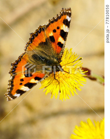 European Small Tortoiseshell butterfly sucks nectar from the yellow coltsfoot flower 77810050