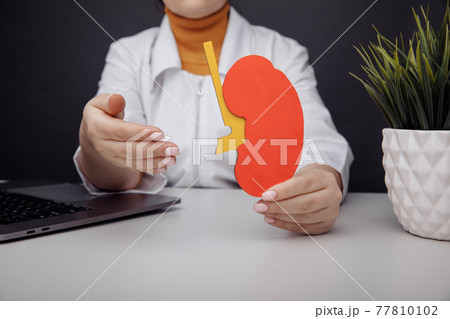 Doctor showing a model of kidney 77810102