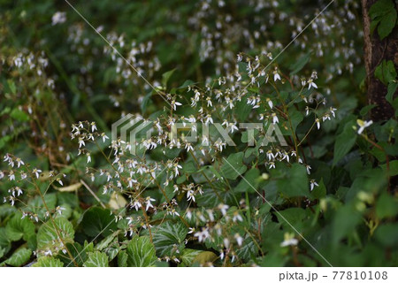 ユキノシタの花 77810108