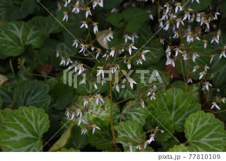 ユキノシタの花 ユキノシタの花 77810109