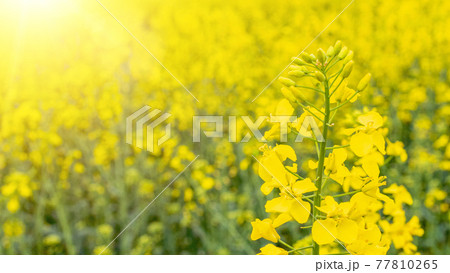 Canola oil. Rapeseed plant, colza rapeseed for green energy. Yellow rape flower for healthy food oil on field. Mustard Flower blossom. 77810265