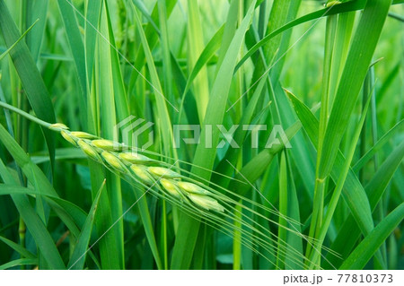 Wheat Wheat 77810373