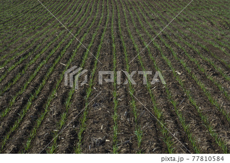 Grass feed La Pampa Argentina 77810584
