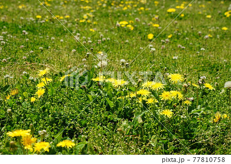4月　府中315野原のタンポポ･都立武蔵野公園 77810758