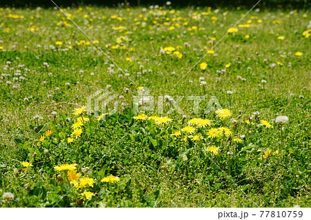 4月 府中314野原のタンポポ・都立武蔵野公園 4月 府中314野原のタンポポ・都立武蔵野公園 77810759