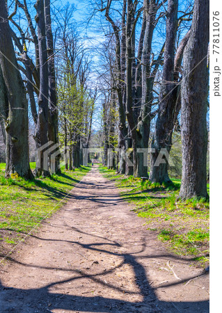 Linden tree alley with dusty country road 77811076