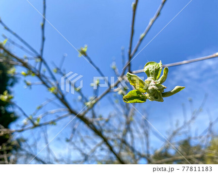 First spring gentle leaves, buds and branches. Early spring concept 77811183