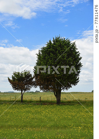 Flowery landscape, La Pampa, Argentina 77811476