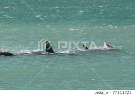 Orca Family, Patagonia Argentina 77811725