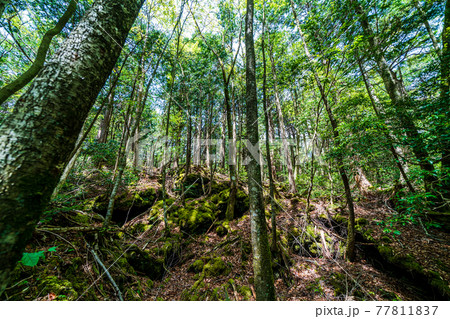 「山梨県」青木ヶ原樹海 77811837