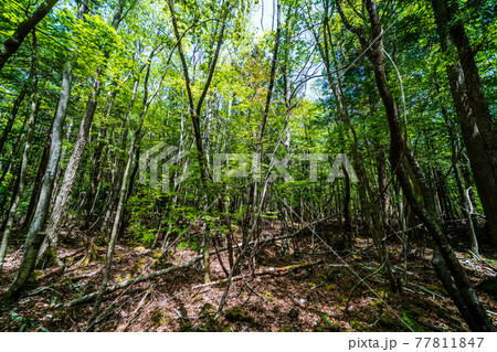 「山梨県」青木ヶ原樹海 77811847