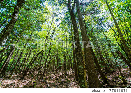 「山梨県」青木ヶ原樹海 77811851