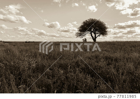Flowery landscape, La Pampa, Argentina 77811985