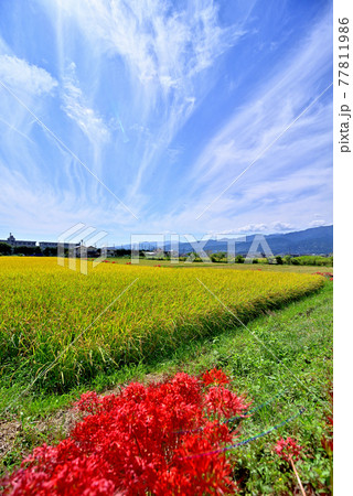 秋空の下、黄金色に輝く 77811986