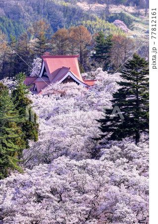 高遠城址の高遠小彼岸桜 77812161