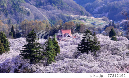 高遠城址の高遠小彼岸桜 高遠城址の高遠小彼岸桜 77812162