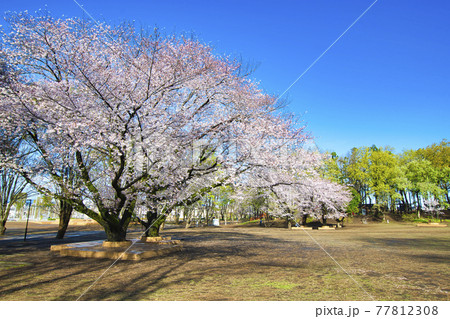 【町田市】鶴間公園の桜 77812308