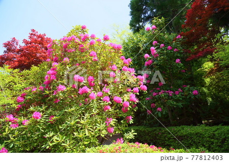 セイヨウシャクナゲの花 セイヨウシャクナゲの花 77812403