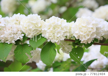 オオデマリの花 オオデマリの花 77812404