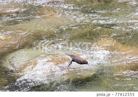 【カワガラス】渓流に飛び込むカワガラス 【カワガラス】渓流に飛び込むカワガラス 77812555