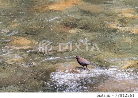 【カワガラス】渓流に佇むカワガラス 77812561
