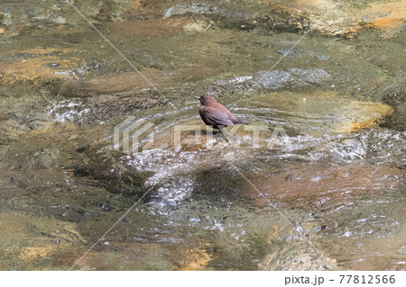 【カワガラス】渓流に佇むカワガラス 77812566