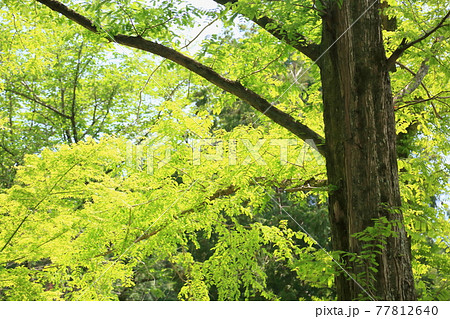 新緑メタセコイアの葉 77812640