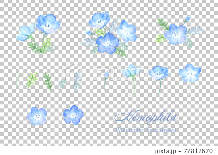 Nemophila set drawn in watercolor Nemophila set drawn in watercolor 77812670
