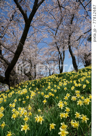桜とスイセンの花のコラボレーション 77812687