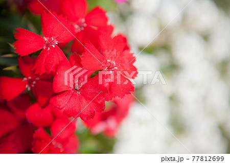 赤いナデシコの花 77812699