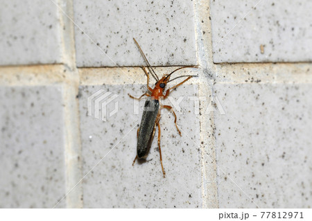 アオカミキリモドキ 77812971