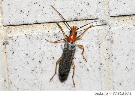 アオカミキリモドキ 77812972