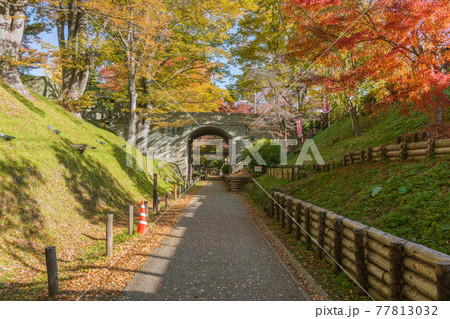 【二の丸橋とプラットホーム跡】秋のケヤキ並木 77813032