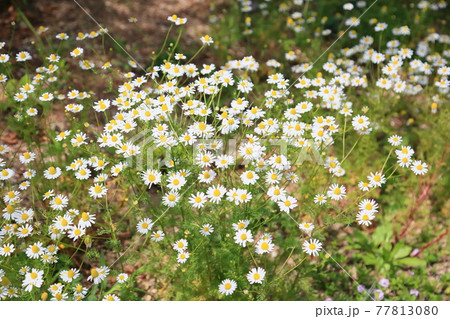 ジャーマンカモミールの花 ジャーマンカモミールの花 77813080