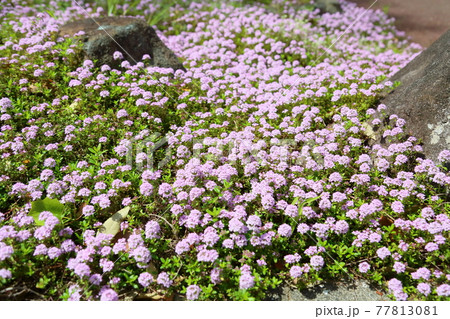 ロングウッドタイムの花 ロングウッドタイムの花 77813081