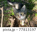 こちらを見つめる猫 77813197