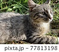 何かを見つめる猫 77813198