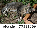 寝転がる猫 77813199