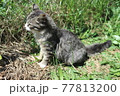何かを見つめる猫 77813200