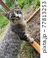 猫 77813253