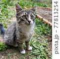 猫 77813254