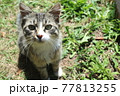 見つめる猫 77813255