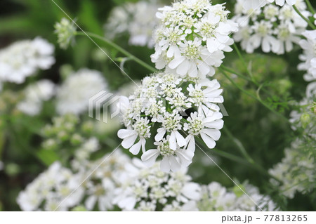 白いレースのようなオルレアの花の写真素材 白いレースのようなオルレアの花の写真素材