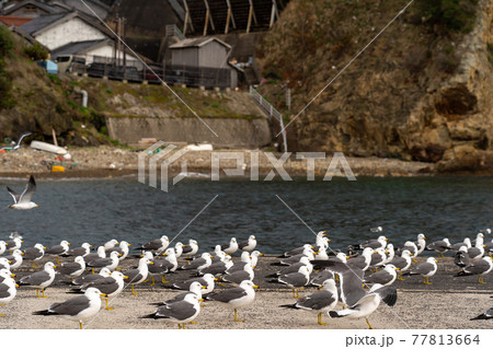 島根県出雲市　日御碕神社の先にある経島のウミネコ 77813664