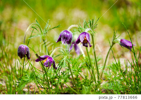 老人の毛のような白い綿毛が特徴の絶滅危惧種翁草の写真素材