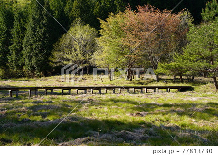 自然に優しい黒沢湿原の木道 77813730