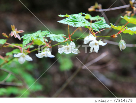 野いちごの花（モミジイチゴ） 77814279