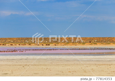 Flock of birds on the pink salty Syvash lake in Kherson region, Ukraine Flock of birds on the pink salty Syvash lake in Kherson region, Ukraine 77814353