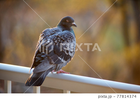 振り向く鳩・アップ・後ろから 77814374