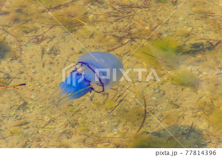 Rhizostoma pulmo, commonly known as barrel jellyfish, dustbin-lid jellyfish or frilly-mouthed jellyfish floating in a sea 77814396